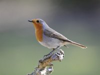 Erithacus rubecula 118, Roodborst, Saxifraga-Luuk Vermeer