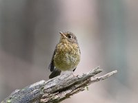 Erithacus rubecula 120, Roodborst, Saxifraga-Luuk Vermeer