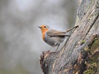 Erithacus rubecula 121, Roodborst, Saxifraga-Luuk Vermeer