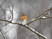 Erithacus rubecula 128, Roodborst, Saxifraga-Luuk Vermeer