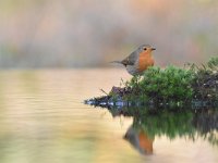 Erithacus rubecula 132, Roodborst, Saxifraga-Luuk Vermeer