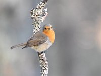 Erithacus rubecula 139, Roodborst, Saxifraga-Luuk Vermeer