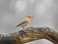 Erithacus rubecula 143, Roodborst, Saxifraga-Luuk Vermeer