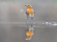 Erithacus rubecula 145, Roodborst, Saxifraga-Luuk Vermeer