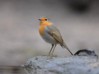 Erithacus rubecula 146, Roodborst, Saxifraga-Luuk Vermeer