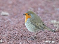 Erithacus rubecula 52, Roodborst, Saxifraga-Tom Heijnen