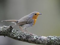 Erithacus rubecula 80, Roodborst, Saxifraga-Luuk Vermeer