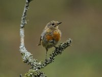 Erithacus rubecula 81, Roodborst, Saxifraga-Luuk Vermeer