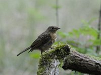 Erithacus rubecula 88, Roodborst, Saxifraga-Luuk Vermeer