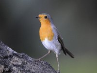 Erithacus rubecula 94, Roodborst, Saxifraga-Luuk Vermeer