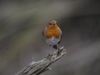 Erithacus rubecula 95, Roodborst, Saxifraga-Luuk Vermeer