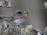 Erithacus rubecula 99, Roodborst, Saxifraga-Luuk Vermeer