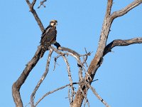 Falco biarmicus 2, Lannervalk, Saxifraga-Tom Heijnen