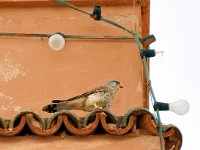 Falco naumanni 71, Kleine torenvalk, Saxifraga-Tom Heijnen