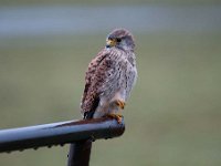 Falco tinnunculus 103,Torenvalk, Saxifraga-Luuk Vermeer