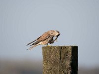 Falco tinnunculus 106,Torenvalk, Saxifraga-Luuk Vermeer