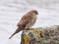 Falco tinnunculus 119,Torenvalk, Saxifraga-Luuk Vermeer