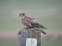 Falco tinnunculus 126,Torenvalk, Saxifraga-Luuk Vermeer