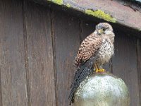 Falco tinnunculus 129,Torenvalk, Saxifraga-Luuk Vermeer