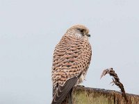 Falco tinnunculus 139,Torenvalk, Saxifraga-Luuk Vermeer