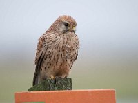 Falco tinnunculus 148,Torenvalk, Saxifraga-Luuk Vermeer