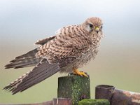 Falco tinnunculus 152,Torenvalk, Saxifraga-Luuk Vermeer