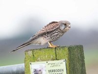 Falco tinnunculus 164,Torenvalk, Saxifraga-Luuk Vermeer