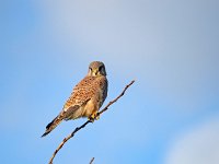 Falco tinnunculus 202, Torenvalk, Saxifraga-Hans Dekker