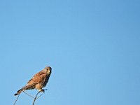 Falco tinnunculus 209, Torenvalk, Saxifraga-Hans Dekker