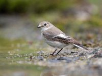 Ficedula hypoleuca 57, Bonte vliegenvanger, Saxifraga-Luuk Vermeer