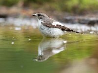 Ficedula hypoleuca 70, Bonte vliegenvanger, Saxifraga-Luuk Vermeer