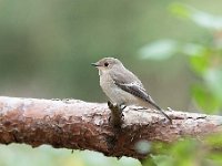 Ficedula hypoleuca 75, Bonte vliegenvanger, Saxifraga-Luuk Vermeer