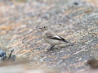 Ficedula hypoleuca 76, Bonte vliegenvanger, Saxifraga-Luuk Vermeer