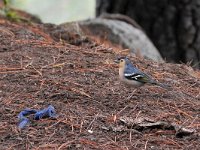 Fringilla canariensis 2, Canarische vink, Saxifraga-Tom Heijnen