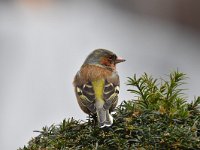 Fringilla coelebs 101, Vink, Saxifaga-Luuk Vermeer