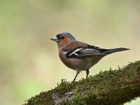 Fringilla coelebs 105, Vink, Saxifaga-Luuk Vermeer