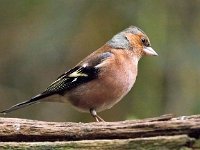 Fringilla coelebs 131, Vink, Saxifraga-Bart Vastenhouw