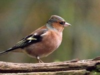 Fringilla coelebs 132, Vink, Saxifraga-Bart Vastenhouw