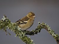 Fringilla coelebs 54, Vink, Saxifaga-Luuk Vermeer