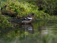 Fringilla coelebs 56, Vink, Saxifaga-Luuk Vermeer