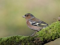 Fringilla coelebs 65, Vink, Saxifaga-Luuk Vermeer