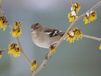 Fringilla coelebs 66, Vink, Saxifaga-Luuk Vermeer