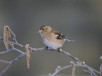 Fringilla coelebs 67, Vink, Saxifaga-Luuk Vermeer