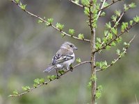 Fringilla coelebs 73, Vink, Saxifaga-Luuk Vermeer