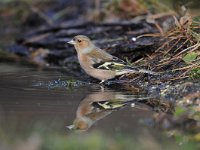 Fringilla coelebs 85, Vink, Saxifaga-Luuk Vermeer