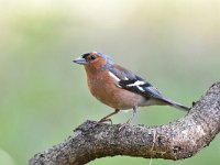 Fringilla coelebs 87, Vink, Saxifaga-Luuk Vermeer