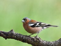 Fringilla coelebs 88, Vink, Saxifaga-Luuk Vermeer