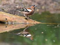 Fringilla coelebs 90, Vink, Saxifaga-Luuk Vermeer