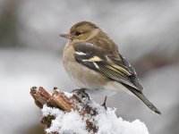 Fringilla coelebs 94, Vink, Saxifaga-Luuk Vermeer