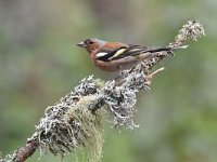 Fringilla coelebs 96, Vink, Saxifaga-Luuk Vermeer